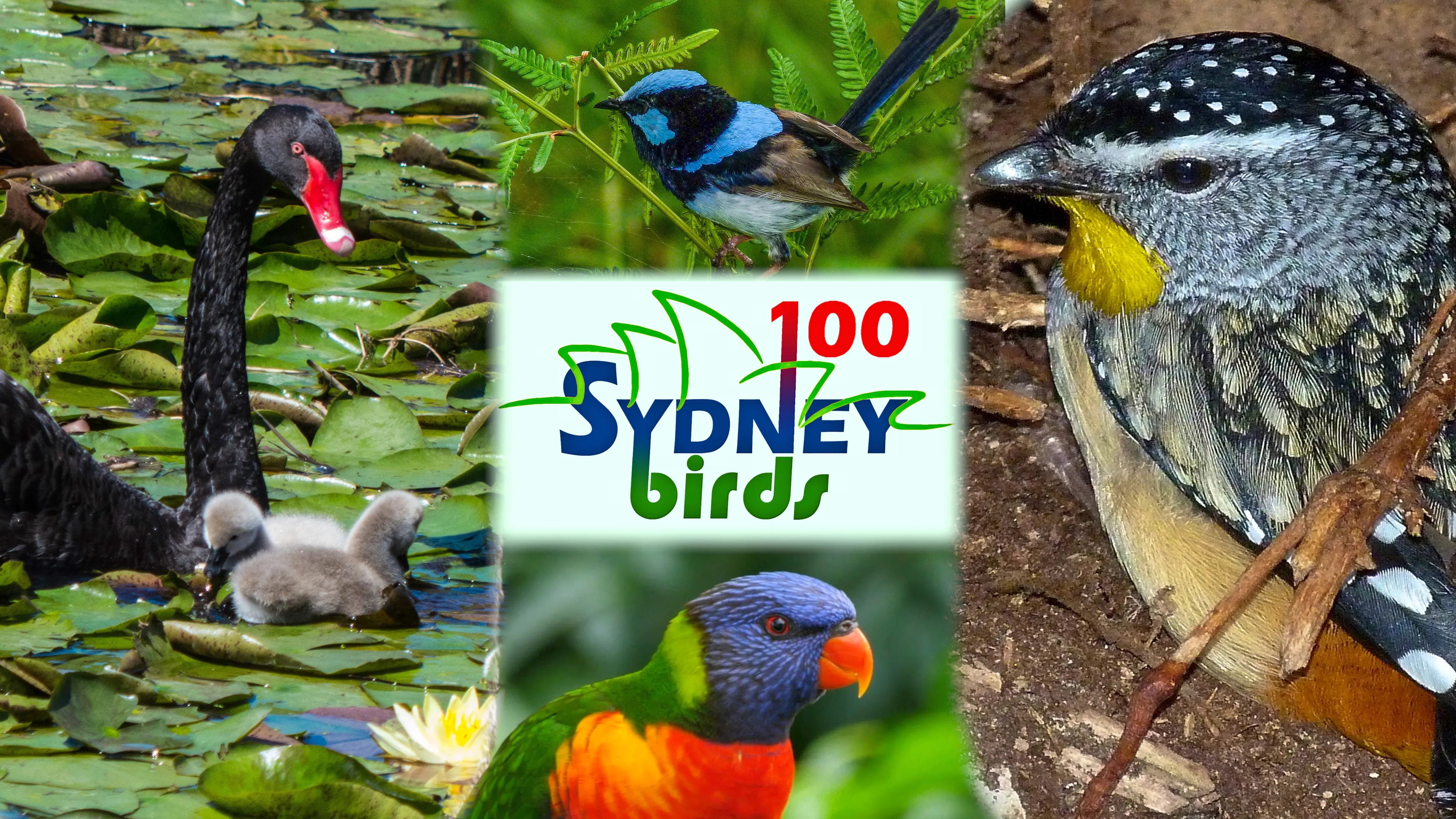 100 Sydney Birds poster